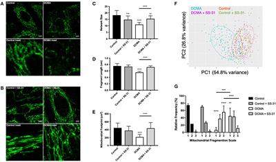 SS-31 Peptide Reverses the Mitochondrial Fragmentation Present in Fibroblasts From Patients With DCMA, a Mitochondrial Cardiomyopathy